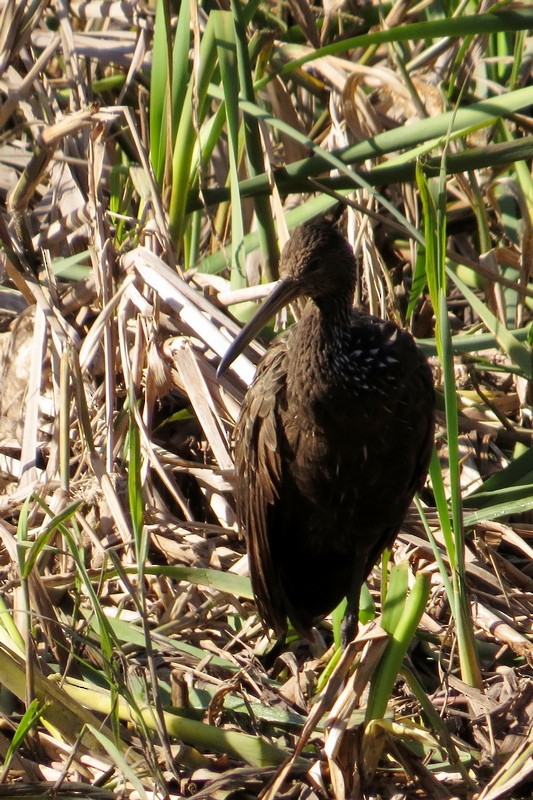 Limpkin - ML637651754