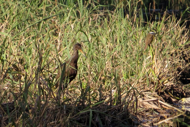 Limpkin - ML637651755