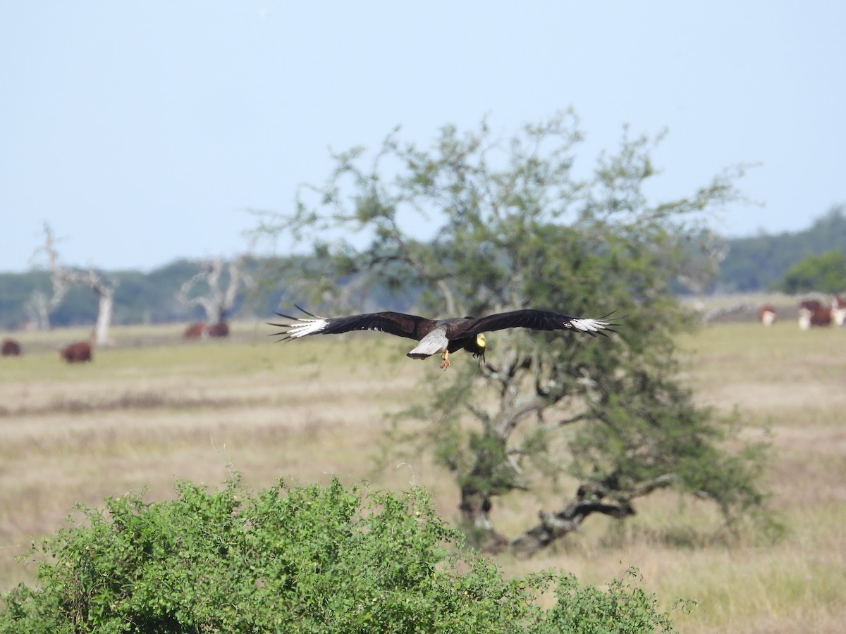 Crested Caracara - ML637651760