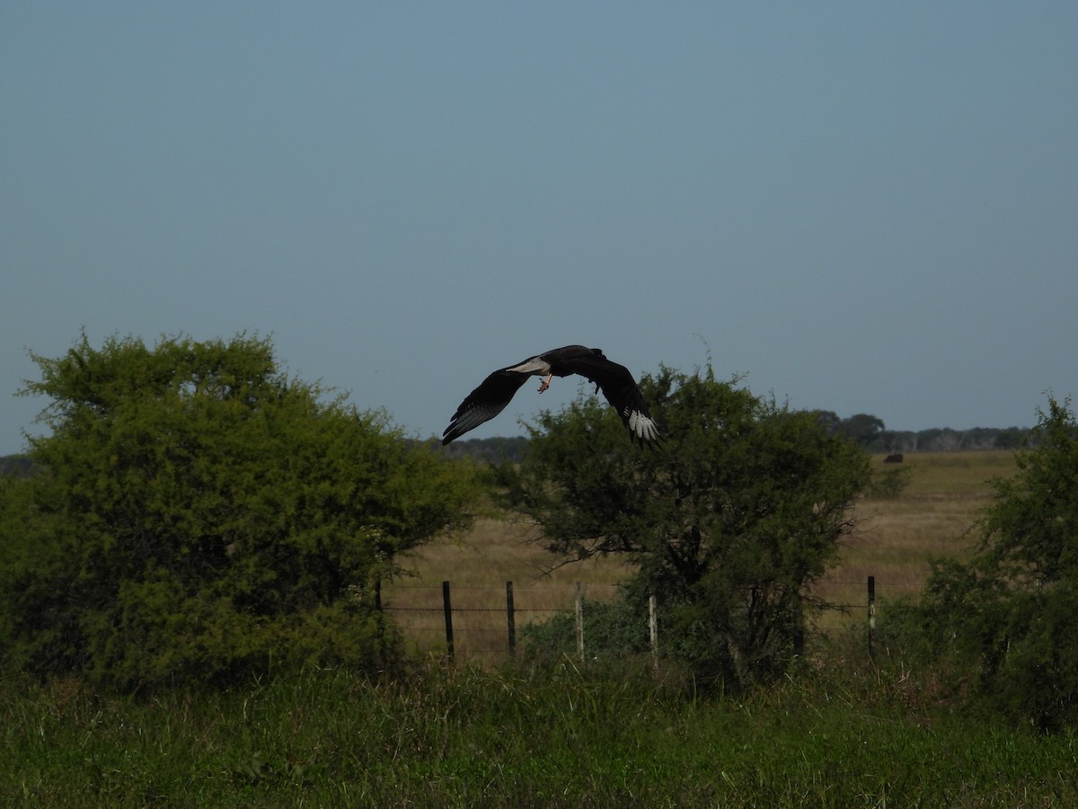 Crested Caracara - ML637651761