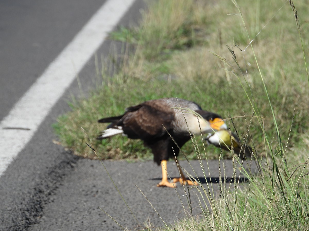 Crested Caracara - ML637651762