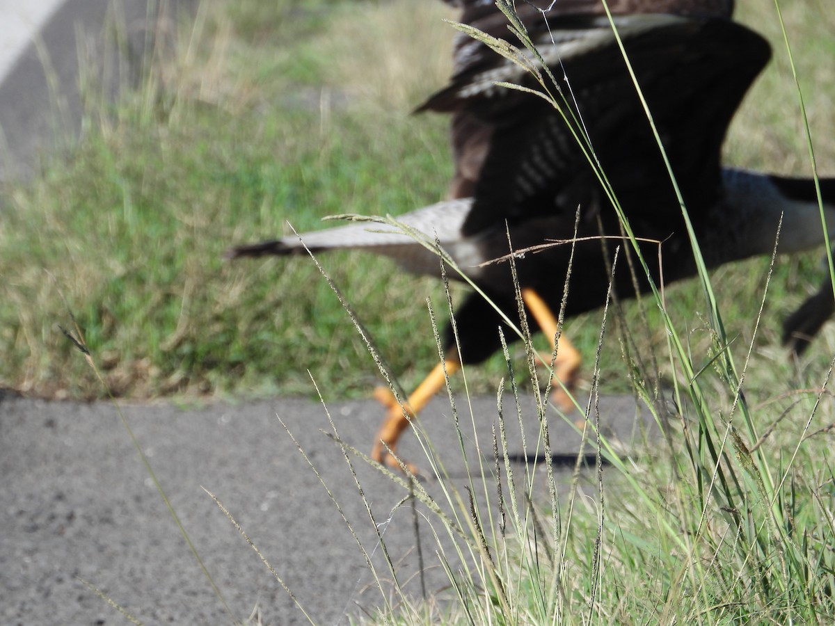 Crested Caracara - ML637651763