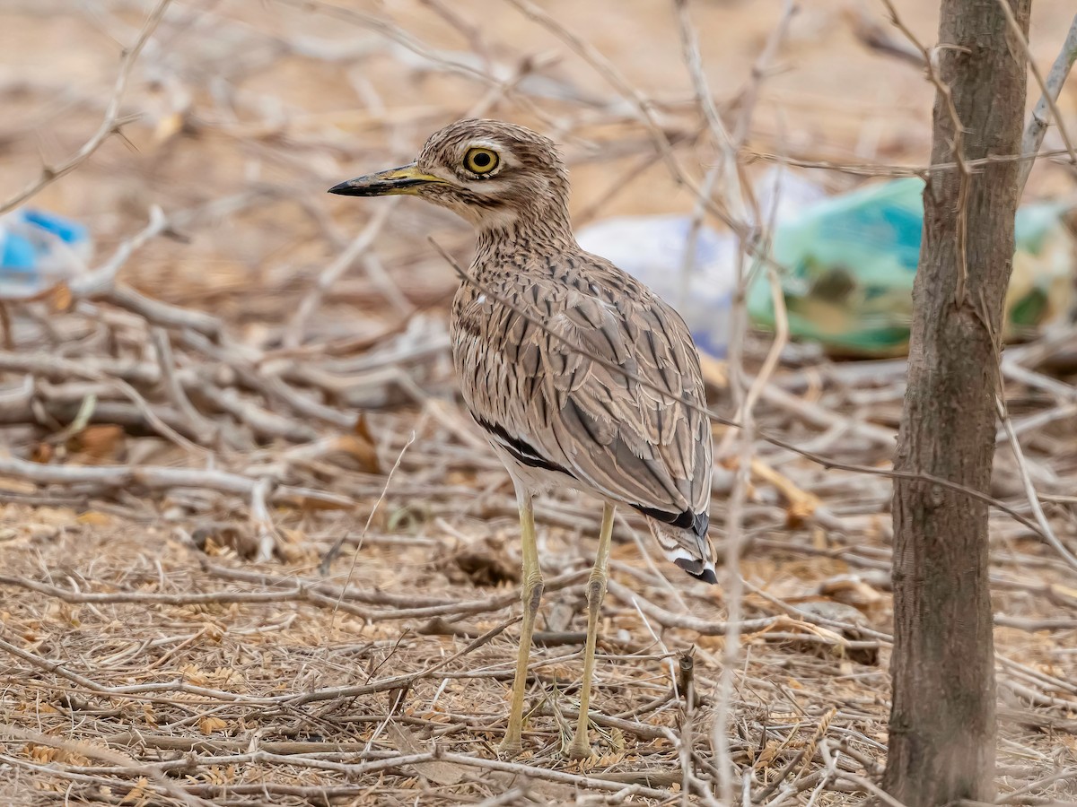 Senegal Thick-knee - ML637651785