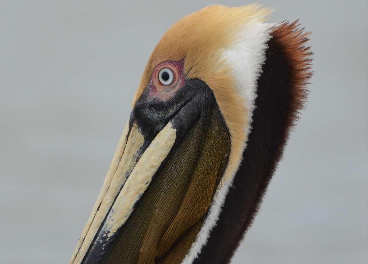 Brown Pelican (Southern) - ML637651793