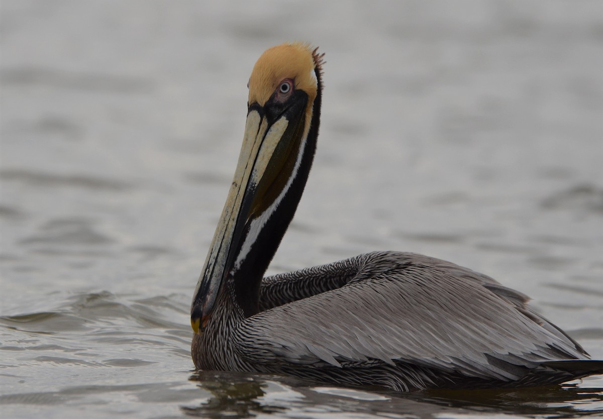 Brown Pelican (Southern) - ML637651794