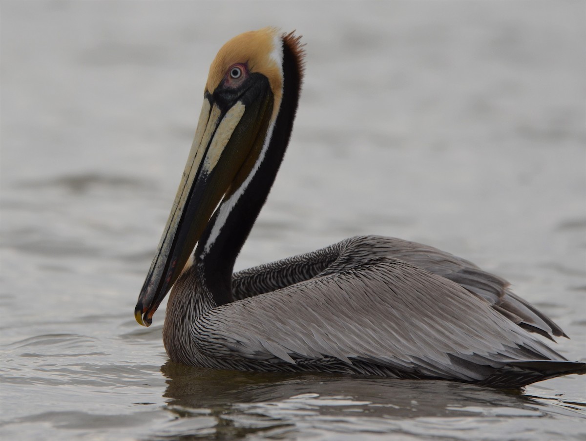 Brown Pelican (Southern) - ML637651795