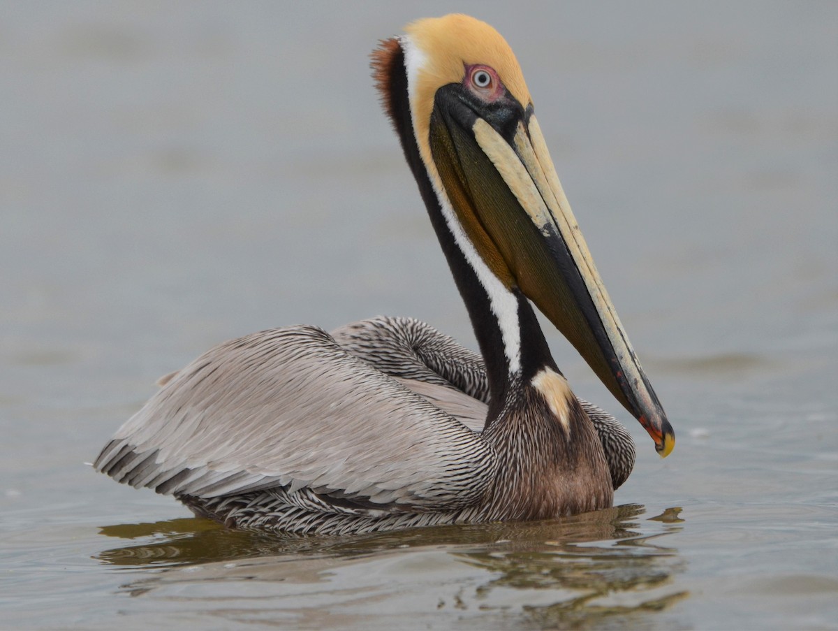 Brown Pelican (Southern) - ML637651796