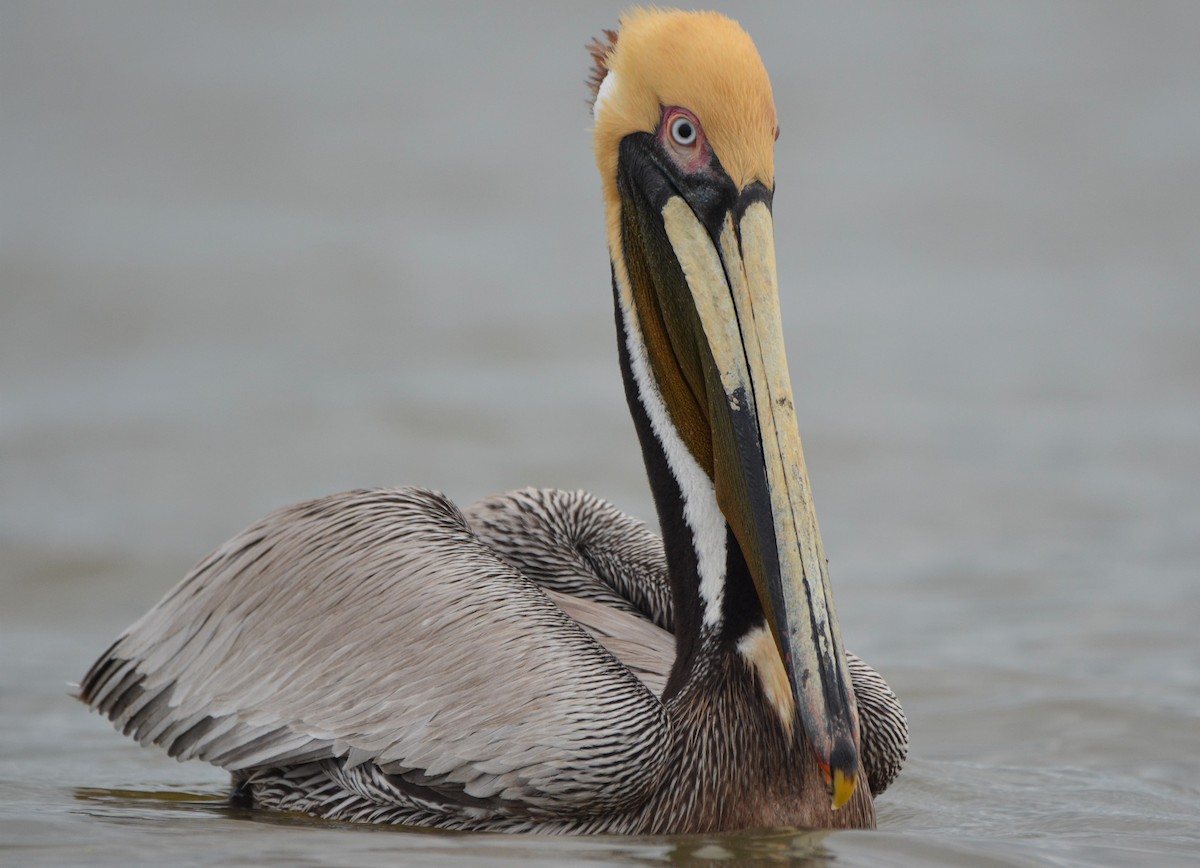 Brown Pelican (Southern) - ML637651797