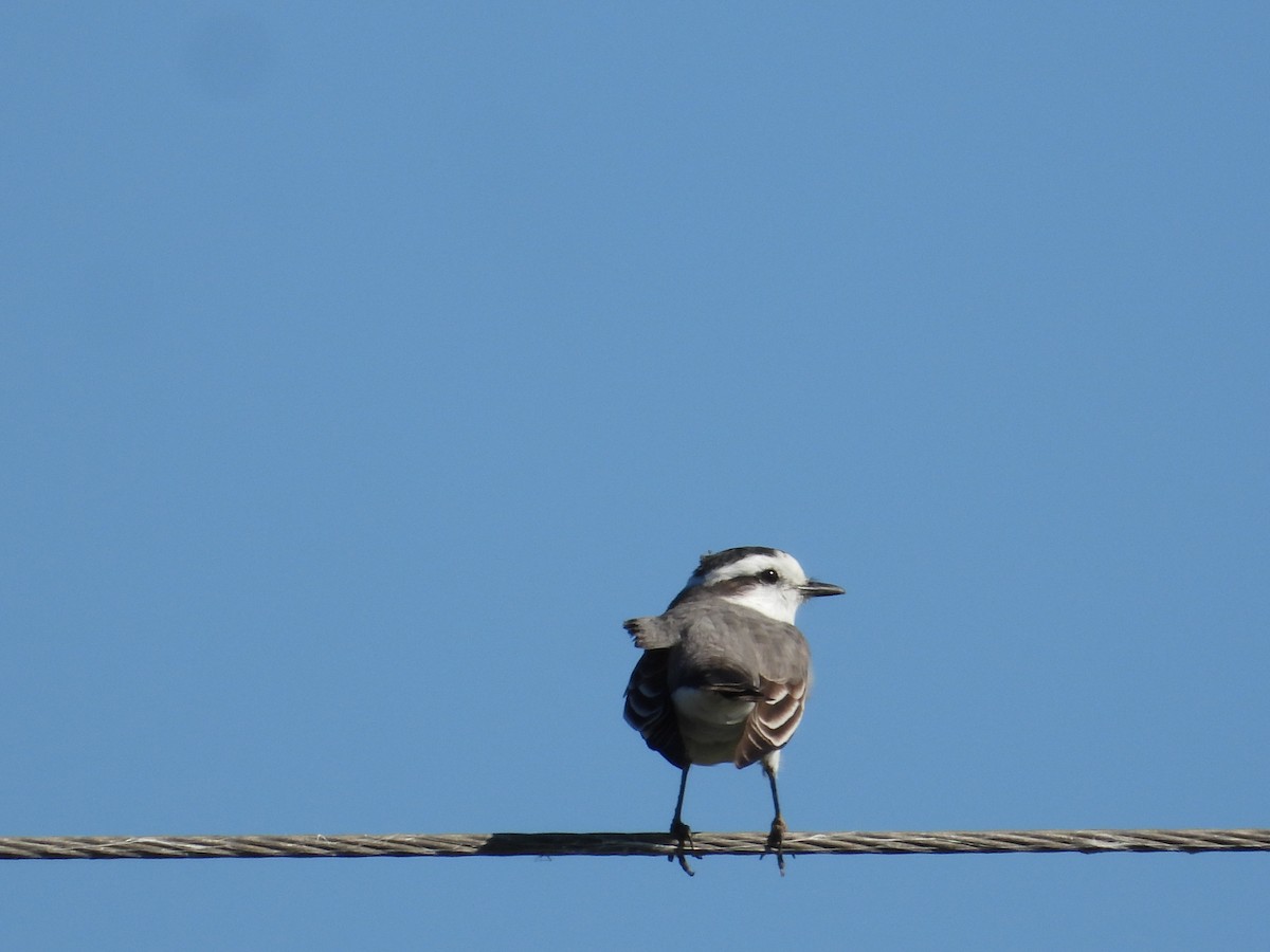 Black-crowned Monjita - ML637651804