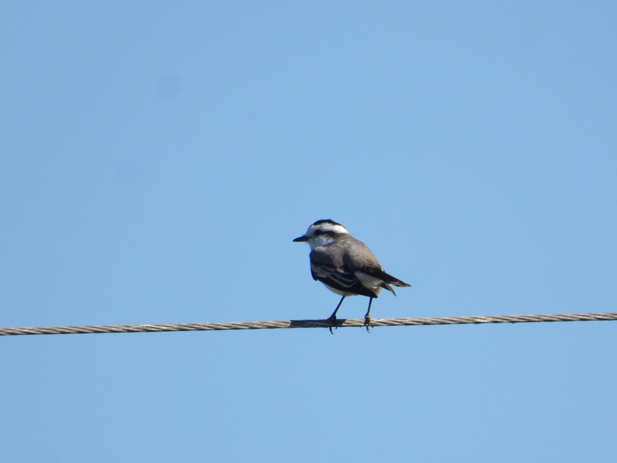 Black-crowned Monjita - ML637651805