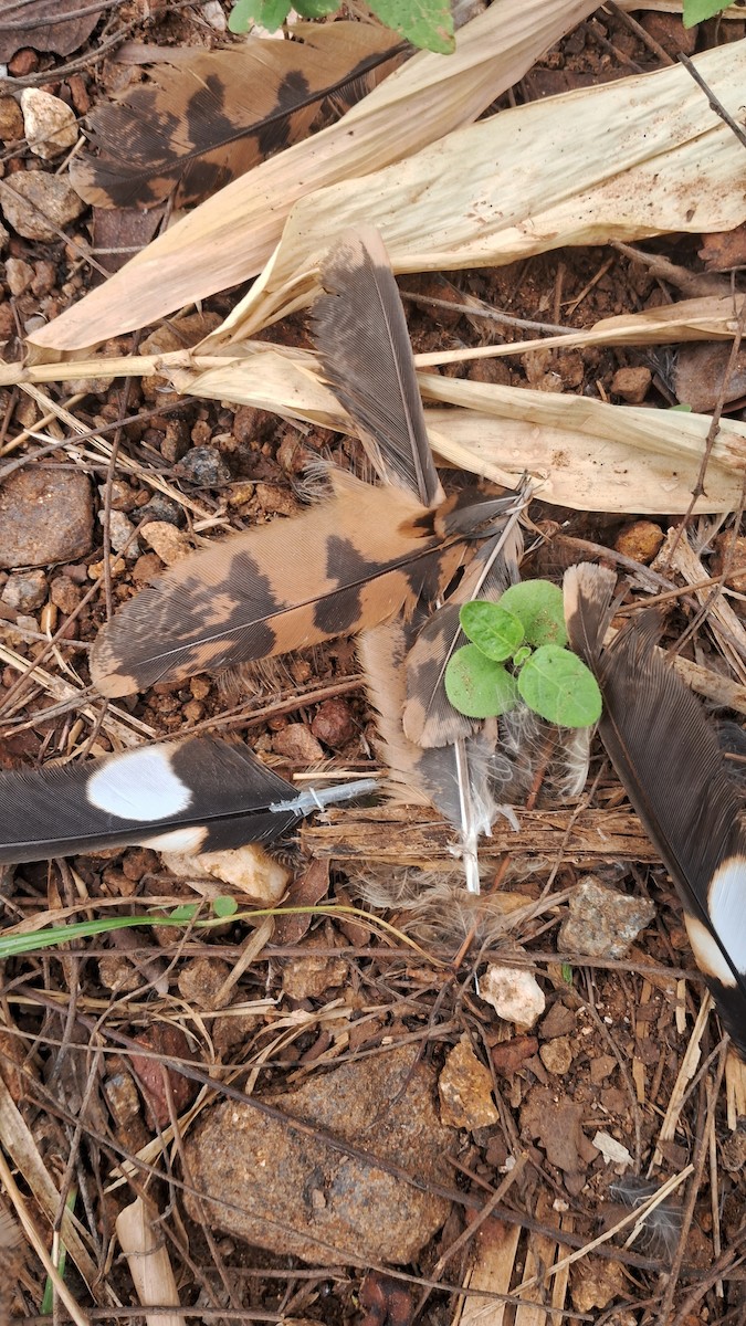 nightjar sp. - ML637651817