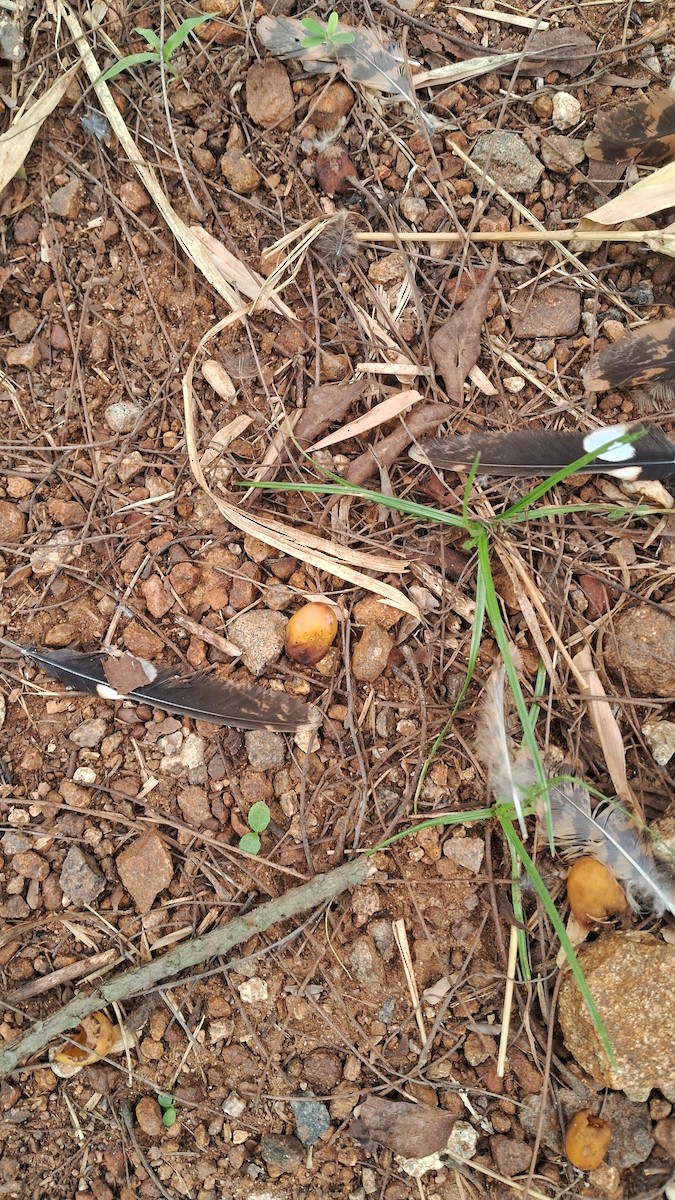 nightjar sp. - ML637651818