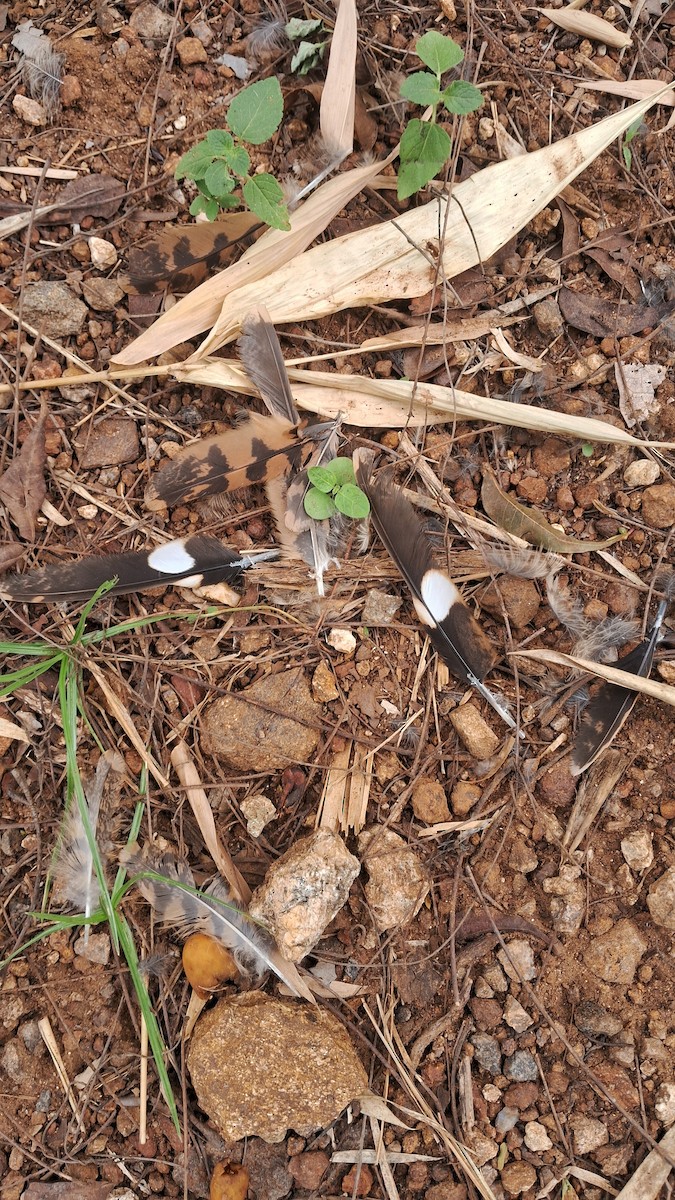 nightjar sp. - ML637651819