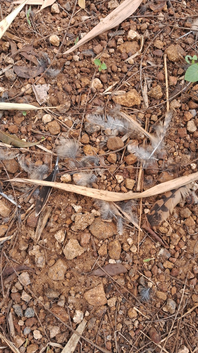 nightjar sp. - ML637651820