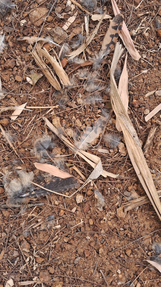 nightjar sp. - ML637651821