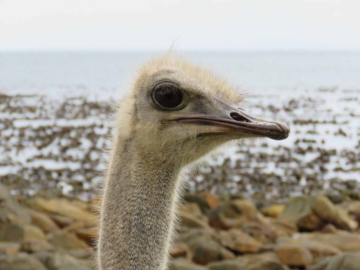 Common Ostrich - ML637651824