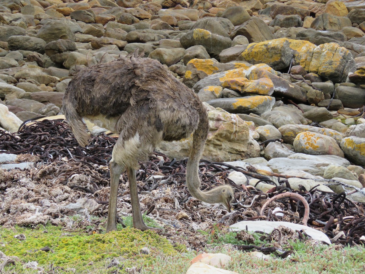 Common Ostrich - ML637651825