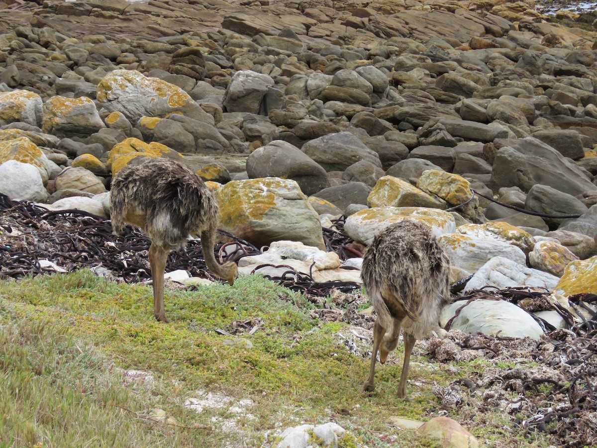 Common Ostrich - ML637651826