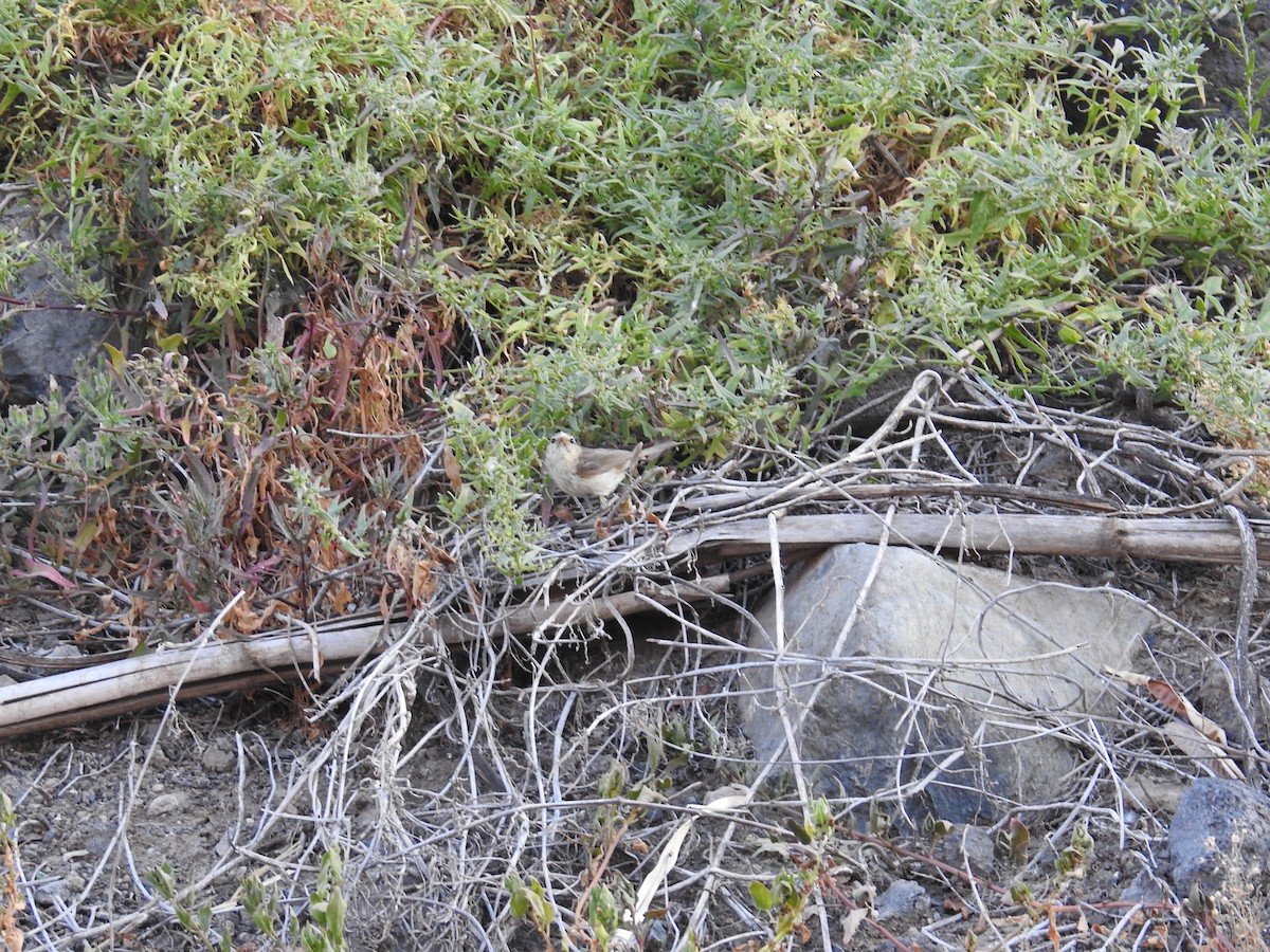 Berthelot's Pipit - ML637651837