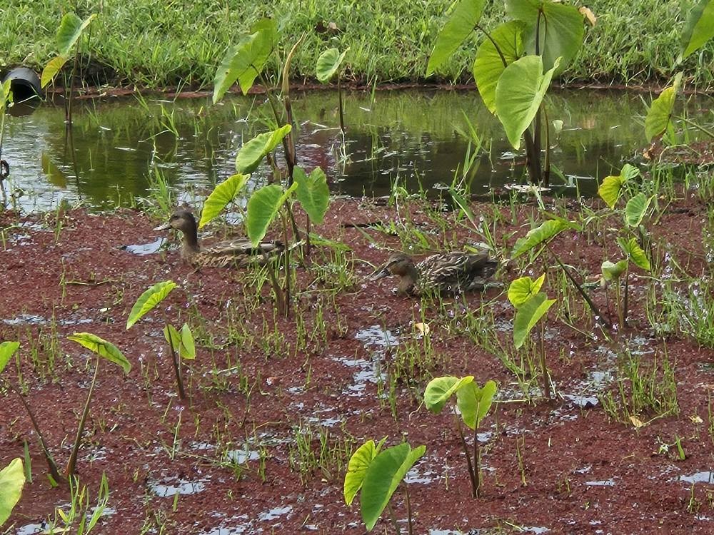 Hawaiian Duck - ML637651882