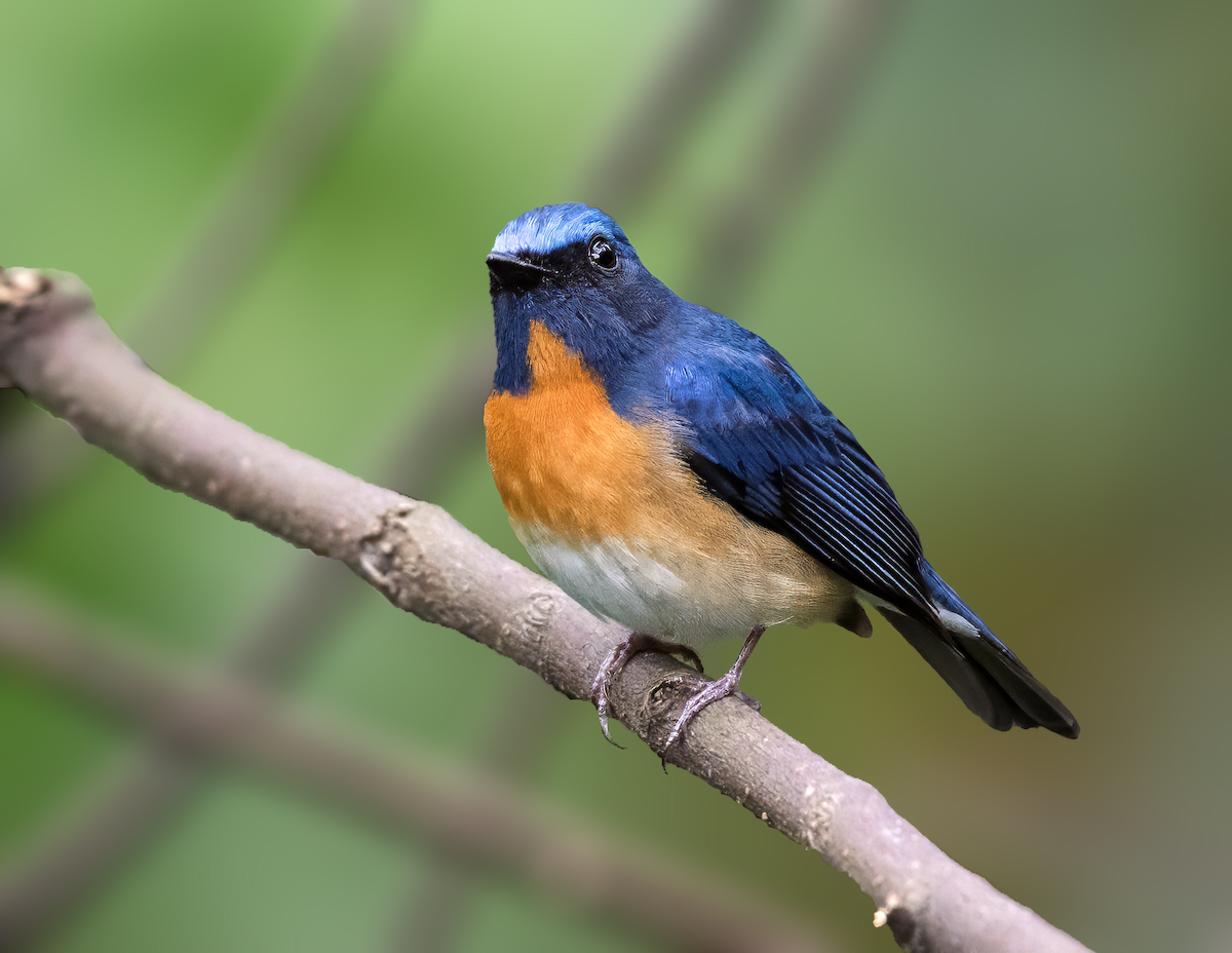 Hainan Blue Flycatcher - ML637651886