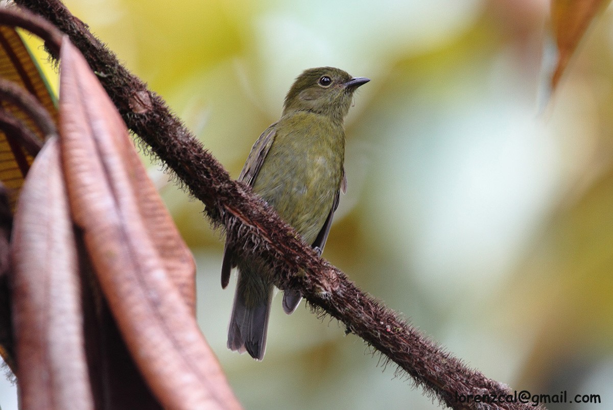 Tiny Tyrant-Manakin - ML637651915