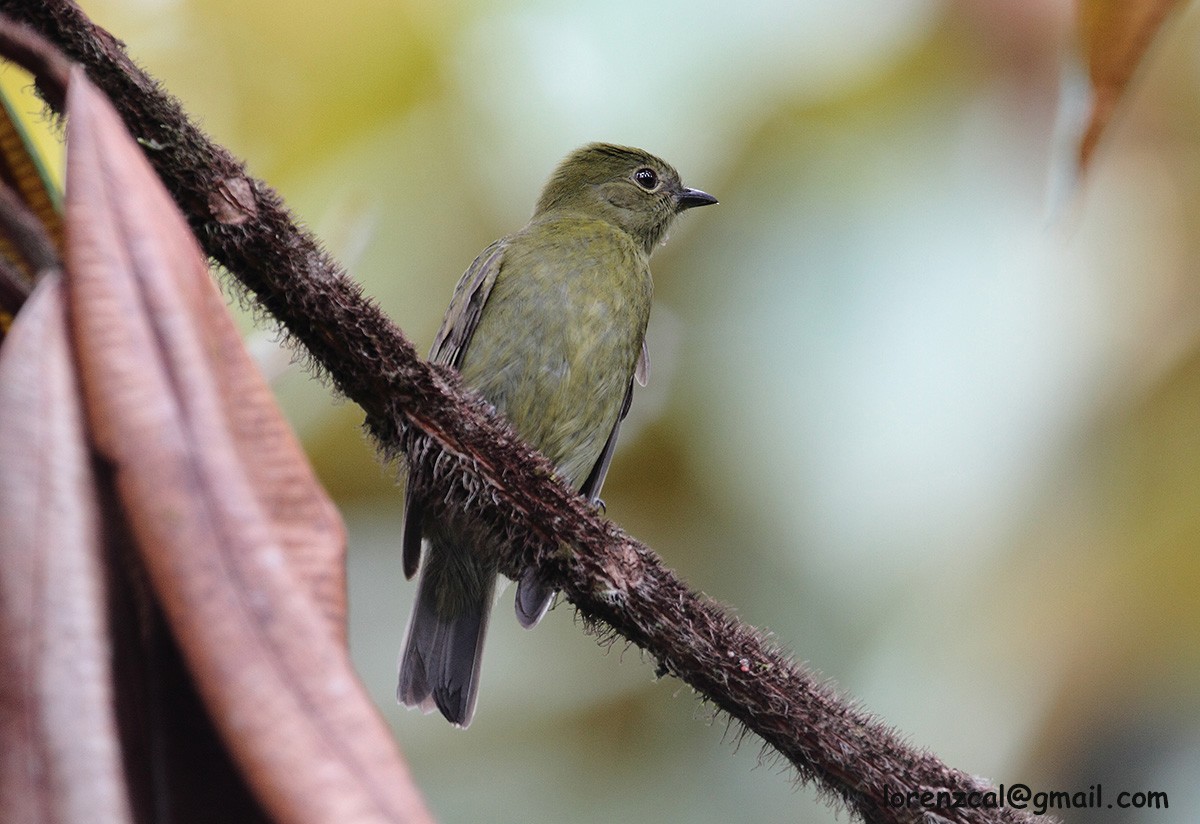 Tiny Tyrant-Manakin - ML637651921