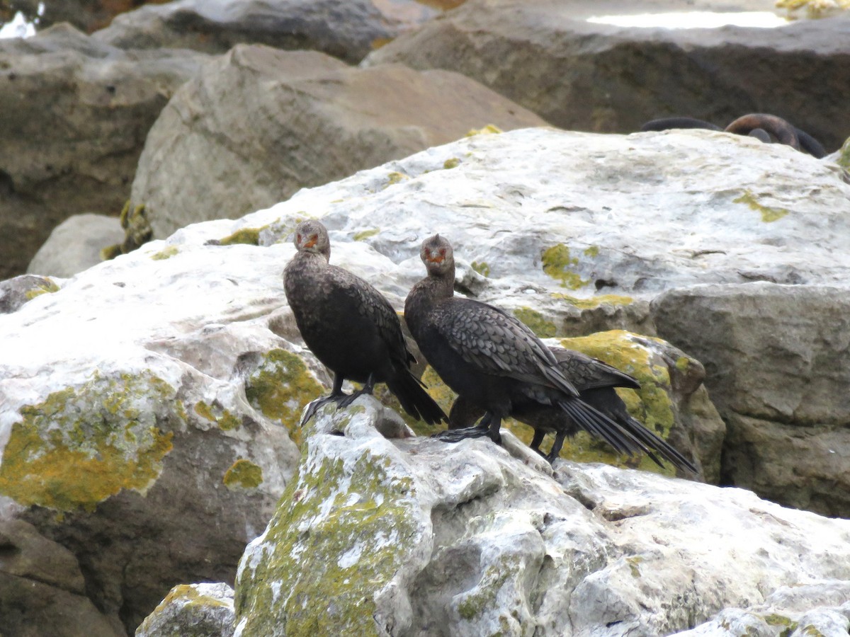 Crowned Cormorant - ML637651930
