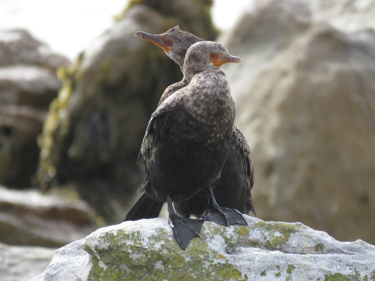Crowned Cormorant - ML637651931