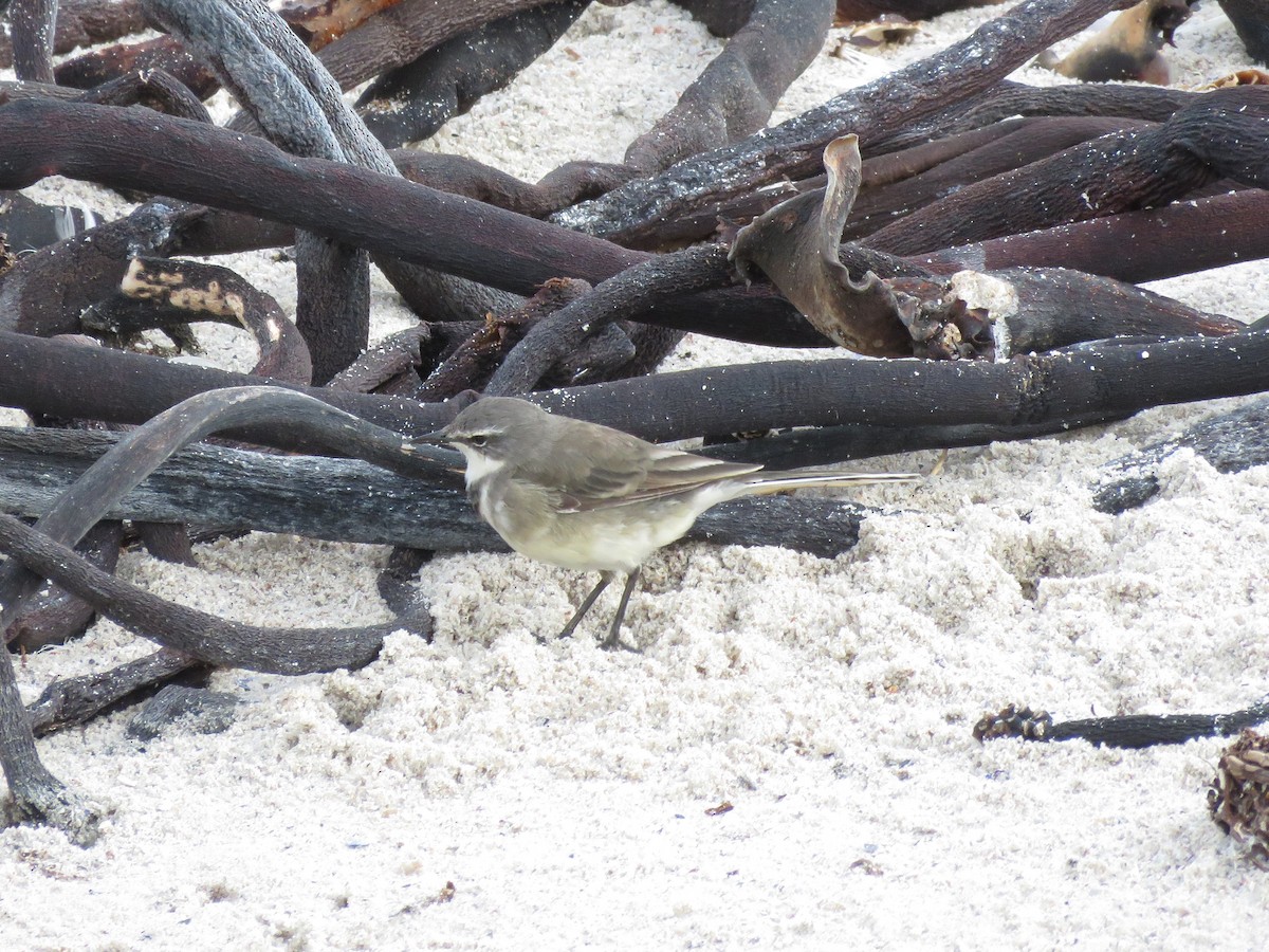Cape Wagtail - ML637651945