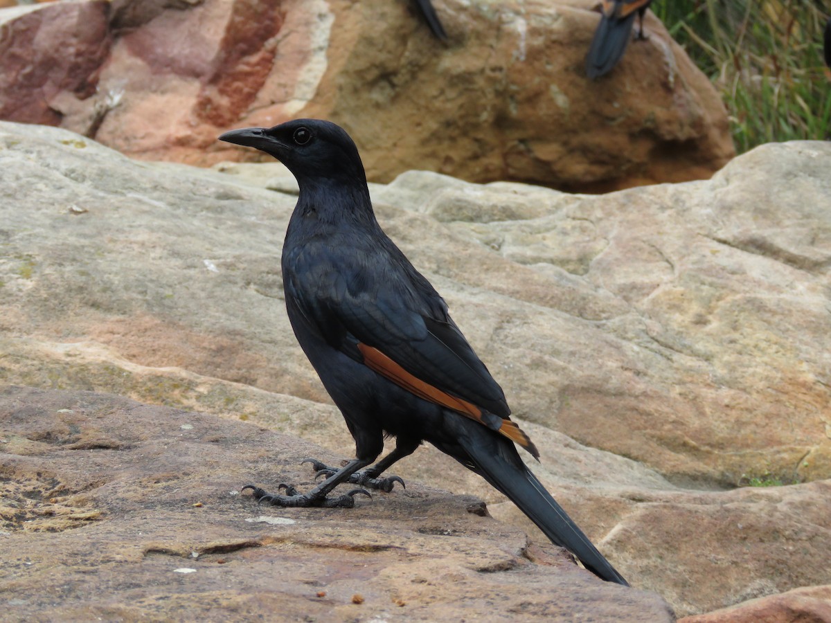 Red-winged Starling - ML637651991