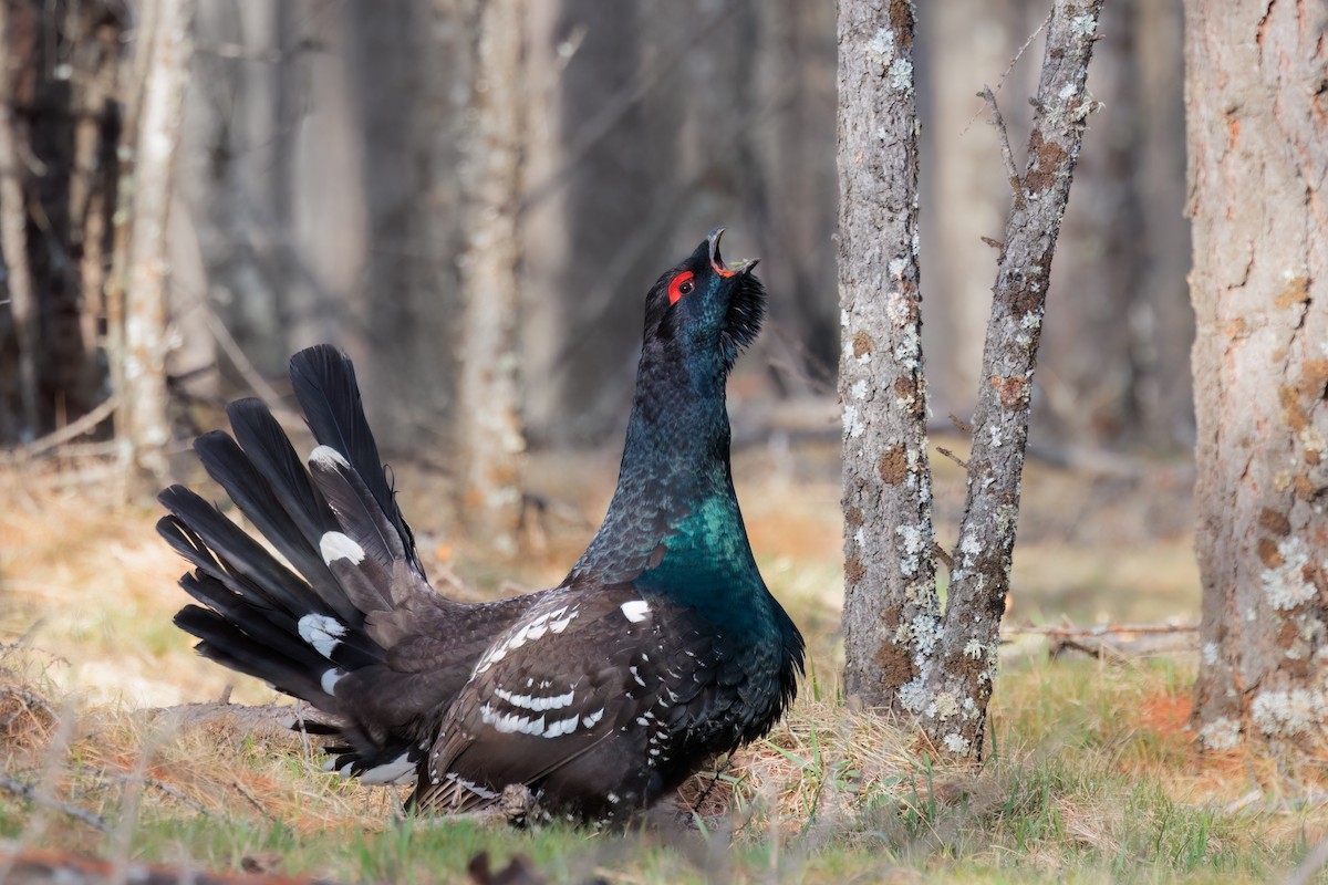 Black-billed Capercaillie - ML637652107