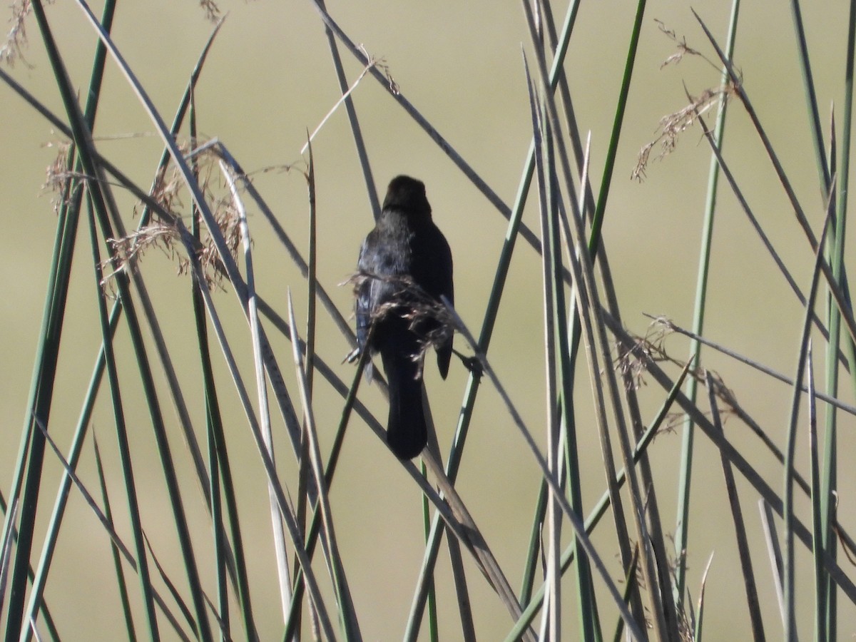Chestnut-capped Blackbird - ML637652126