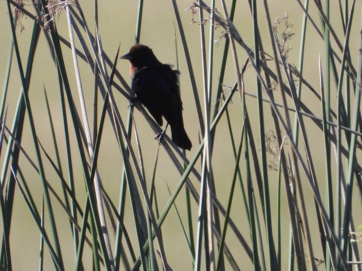Chestnut-capped Blackbird - ML637652127