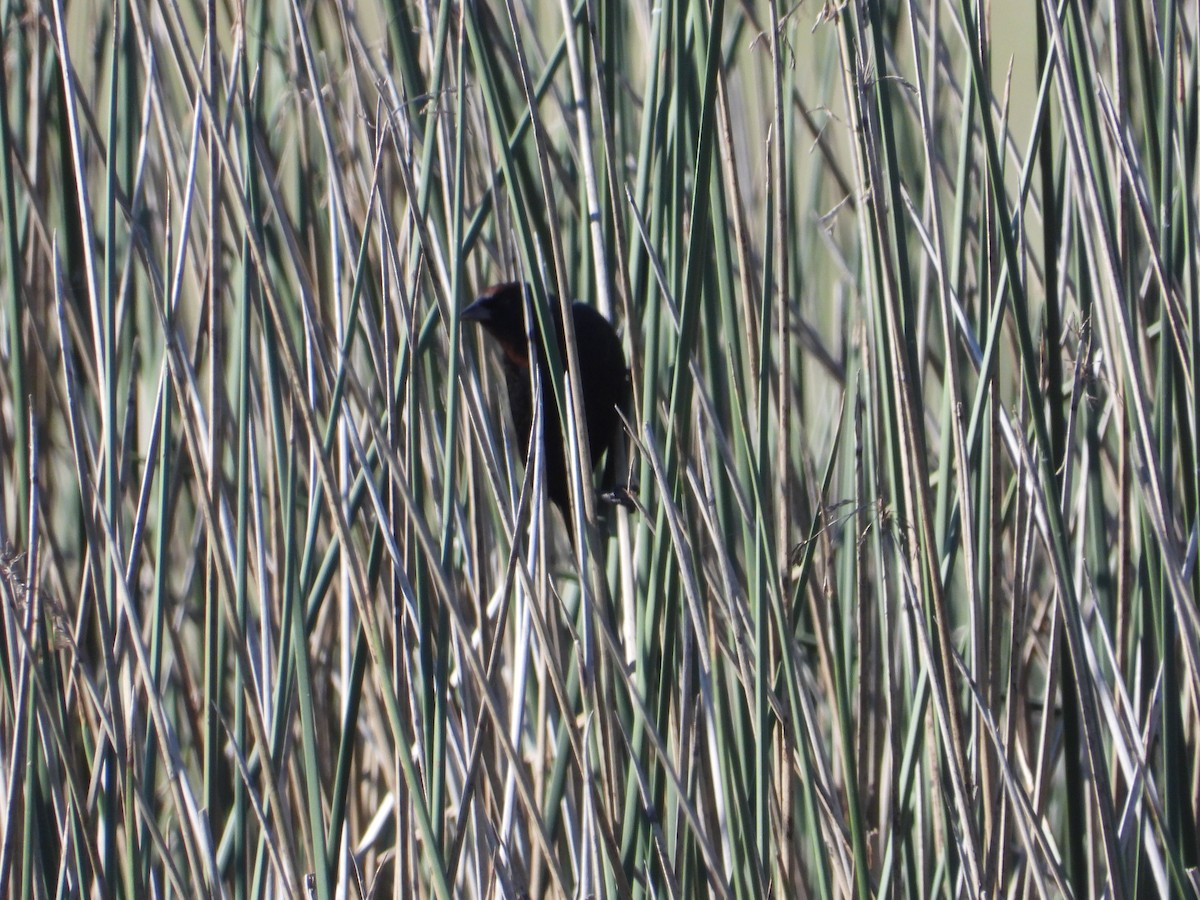 Chestnut-capped Blackbird - ML637652128