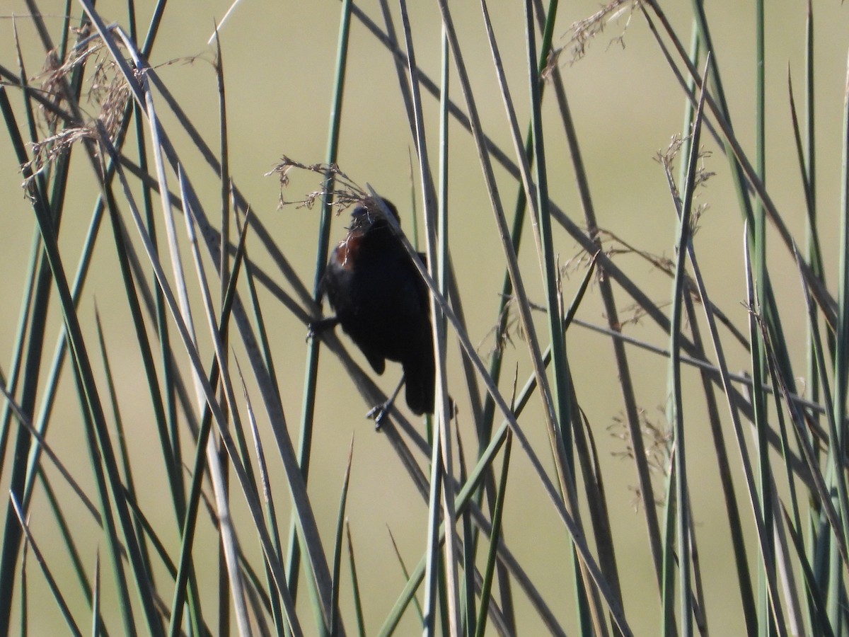 Chestnut-capped Blackbird - ML637652129