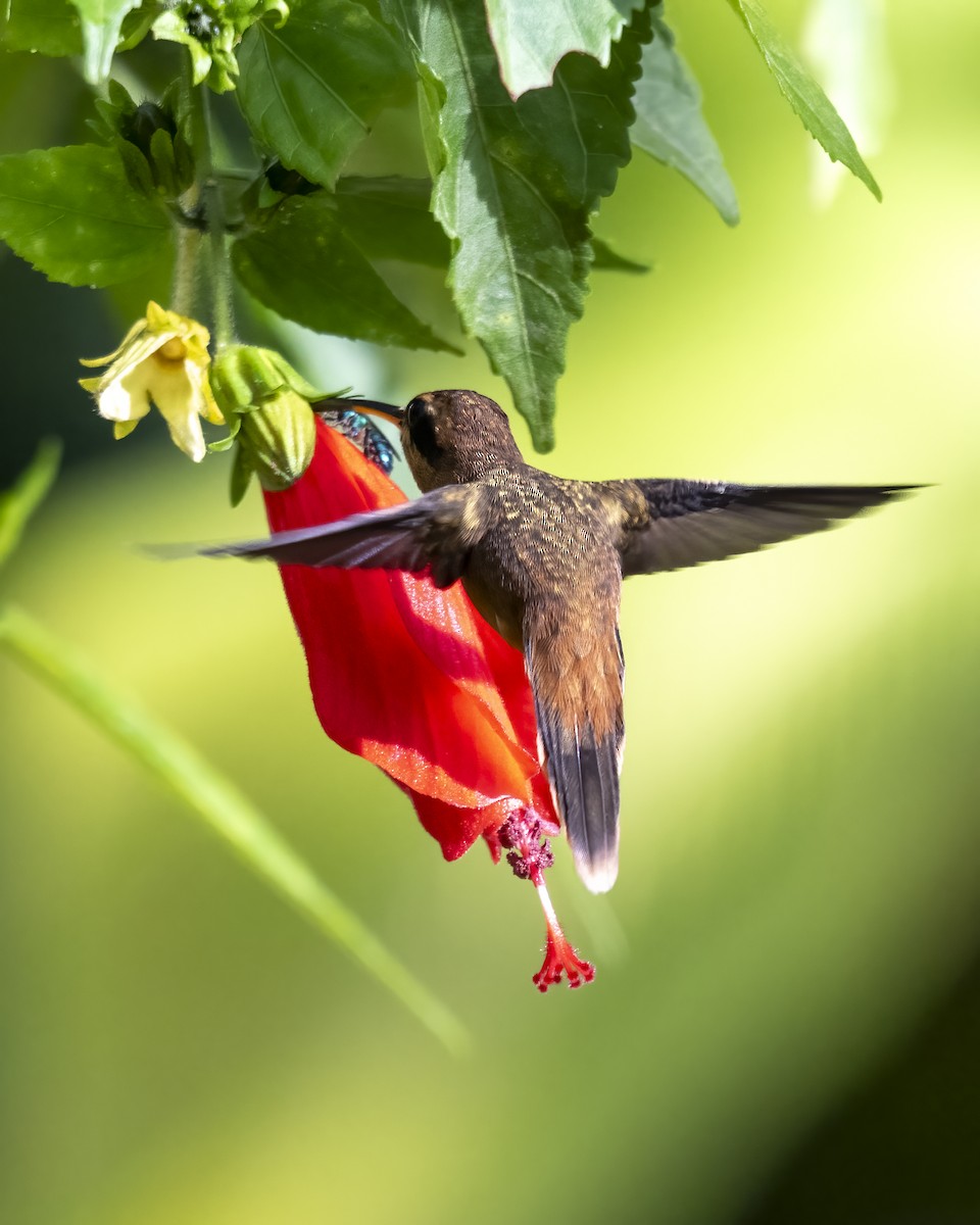 Stripe-throated Hermit - ML637652151