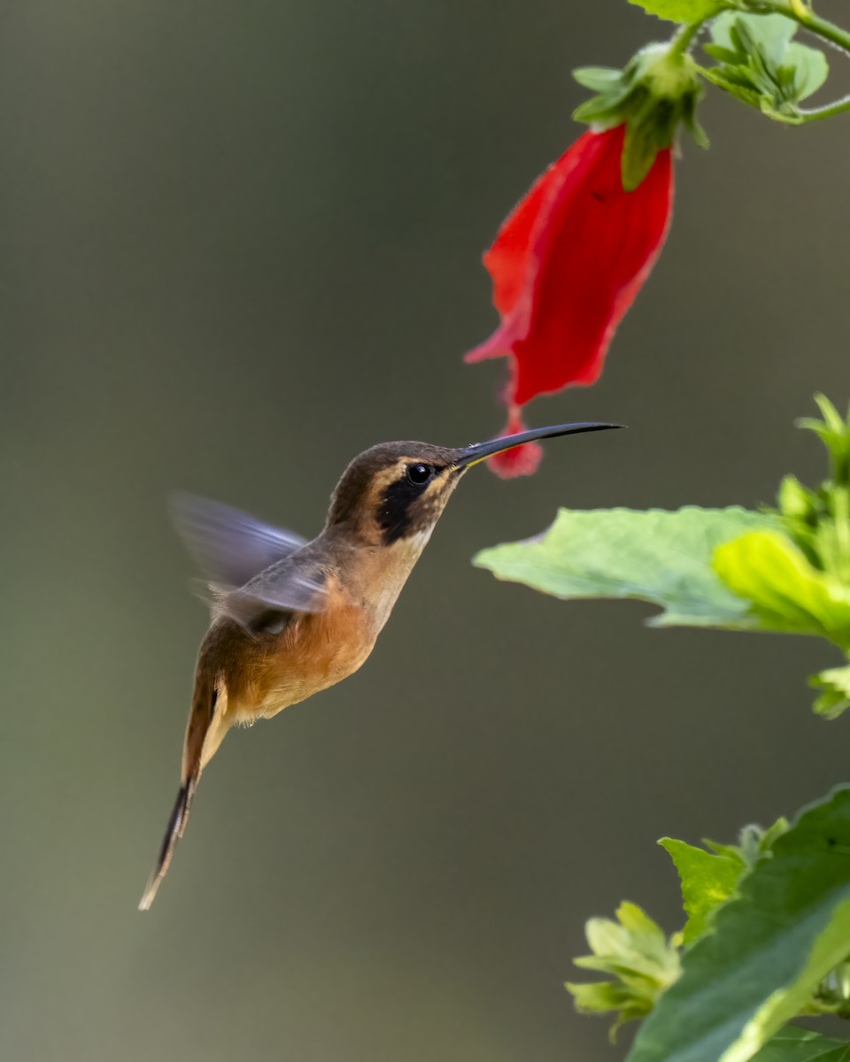Stripe-throated Hermit - ML637652153