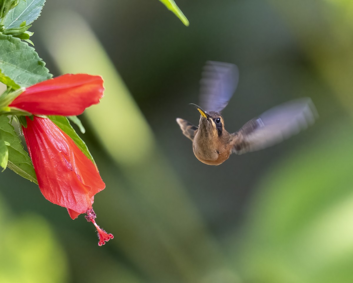 Stripe-throated Hermit - ML637652154