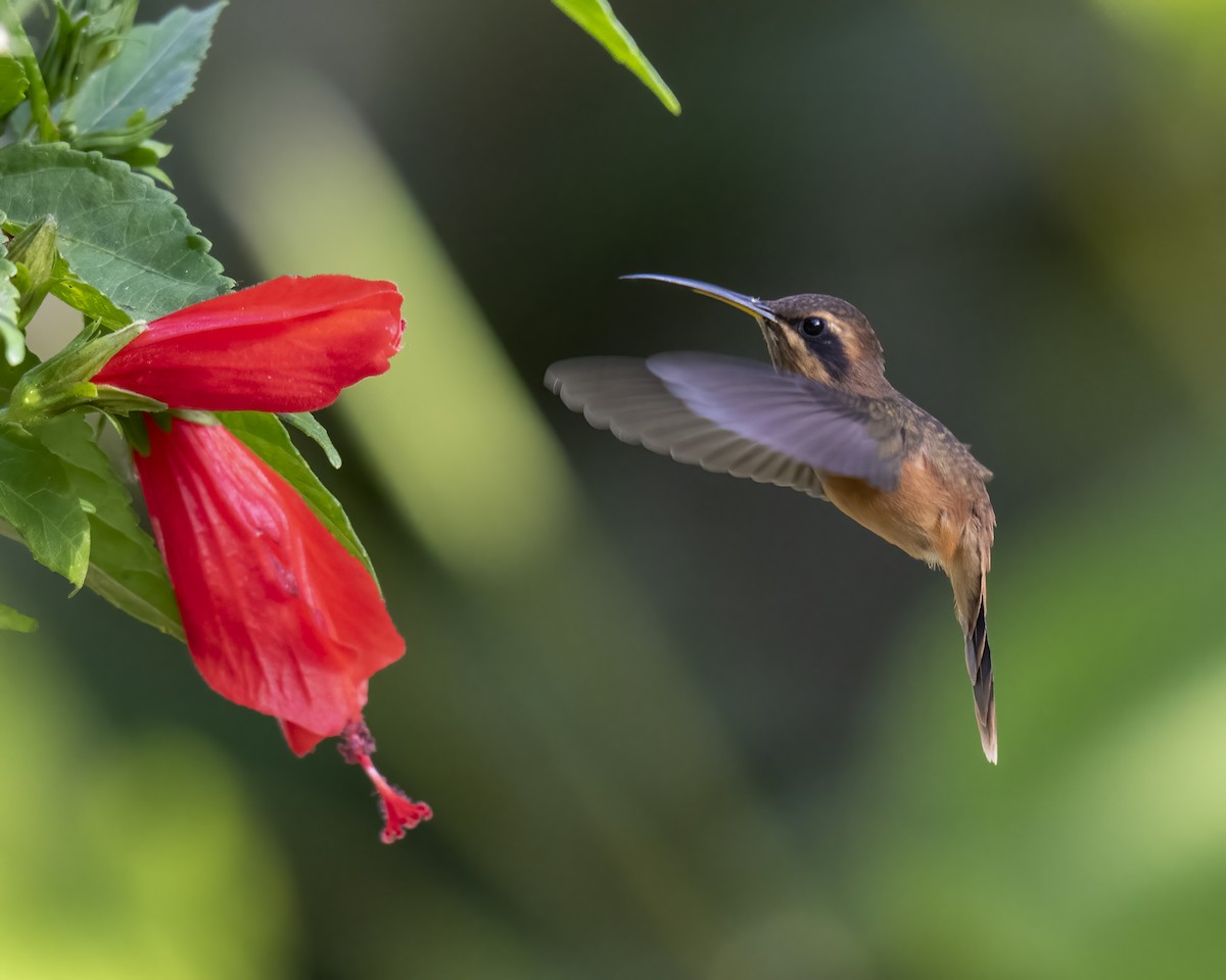 Stripe-throated Hermit - ML637652155