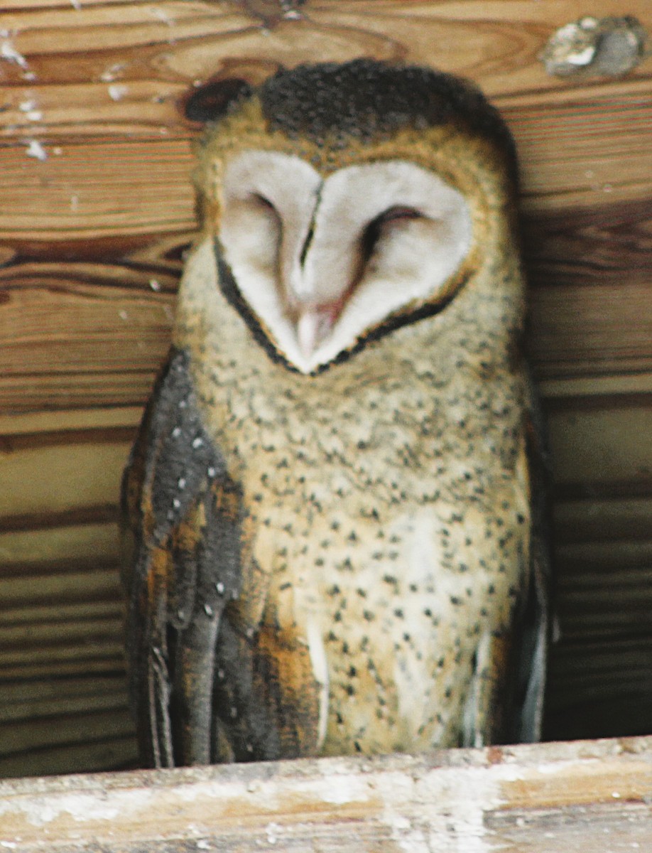 American Barn Owl - ML637652168