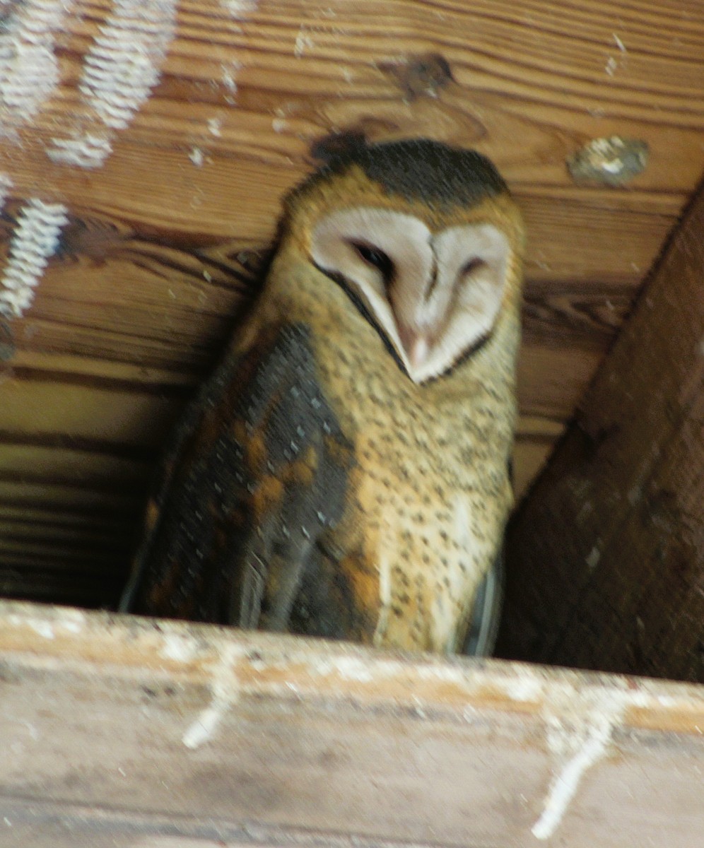 American Barn Owl - ML637652170
