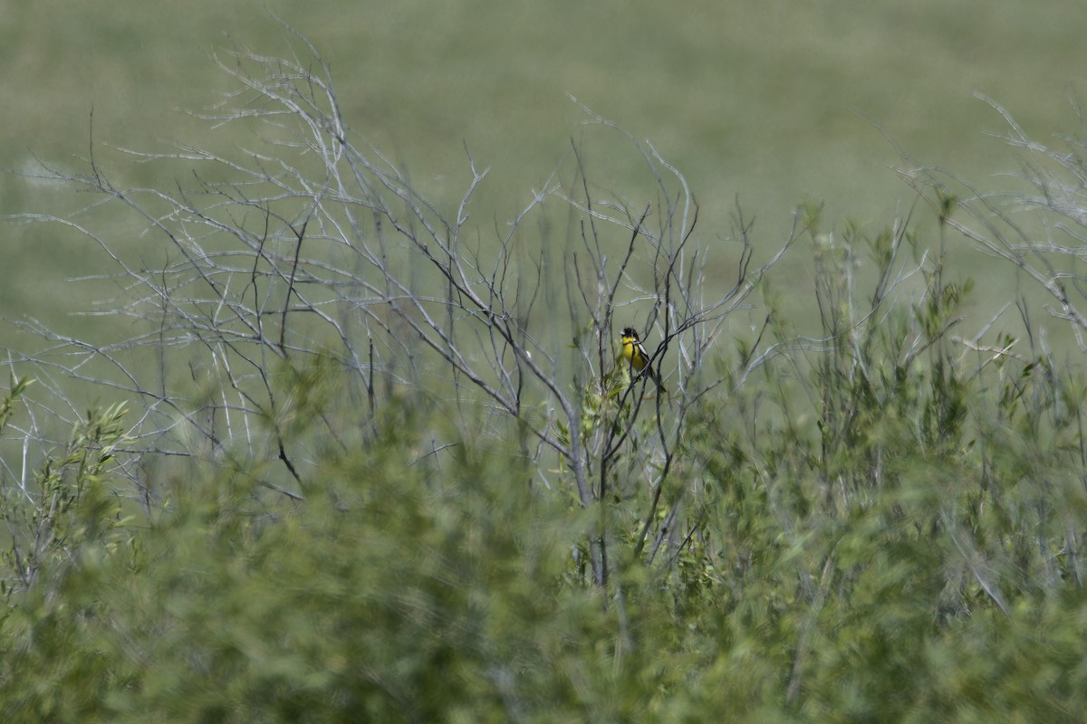 Yellow-breasted Bunting - ML637652175