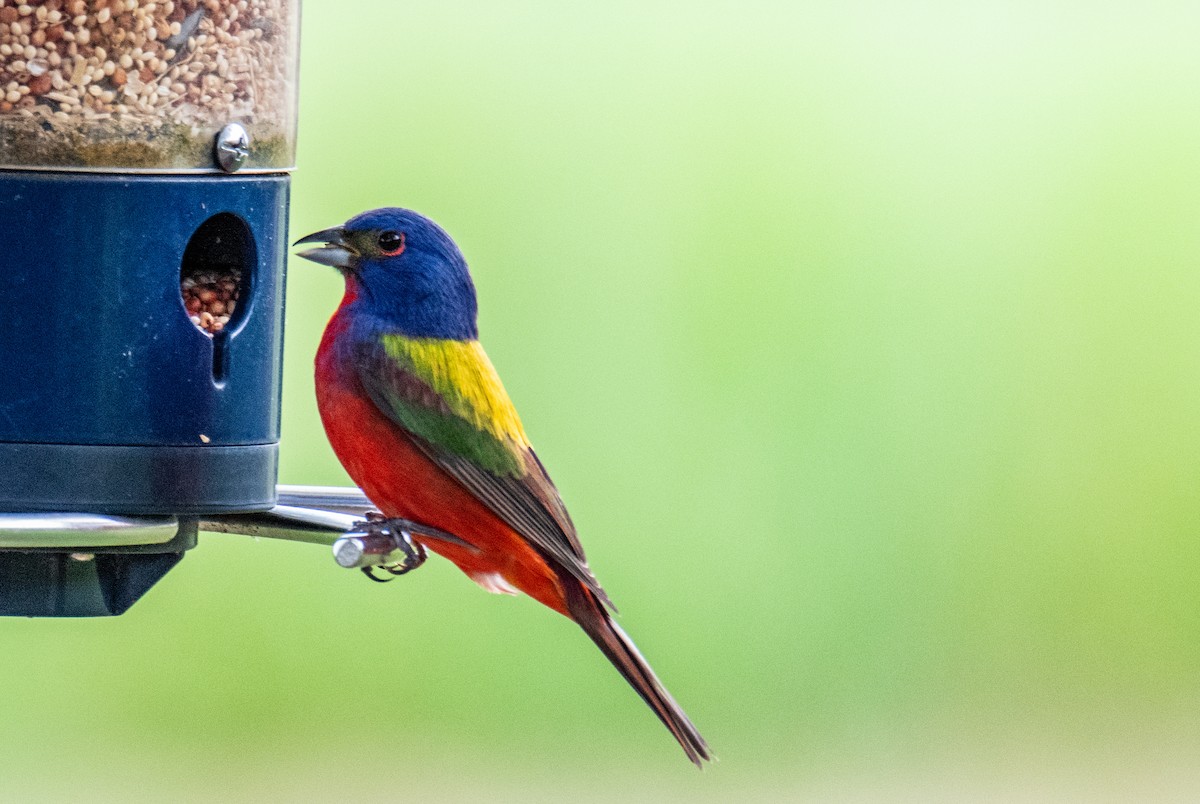 Painted Bunting - ML637652197