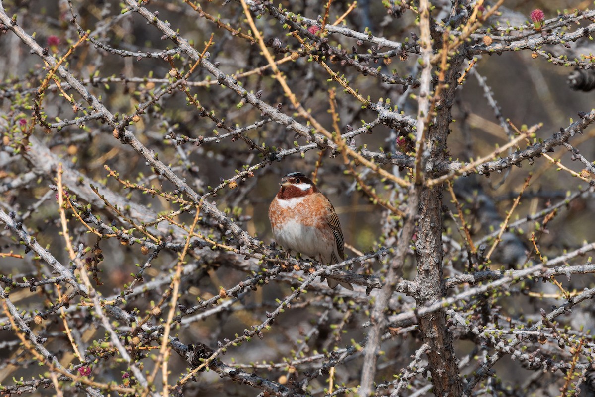 Pine Bunting - ML637652201