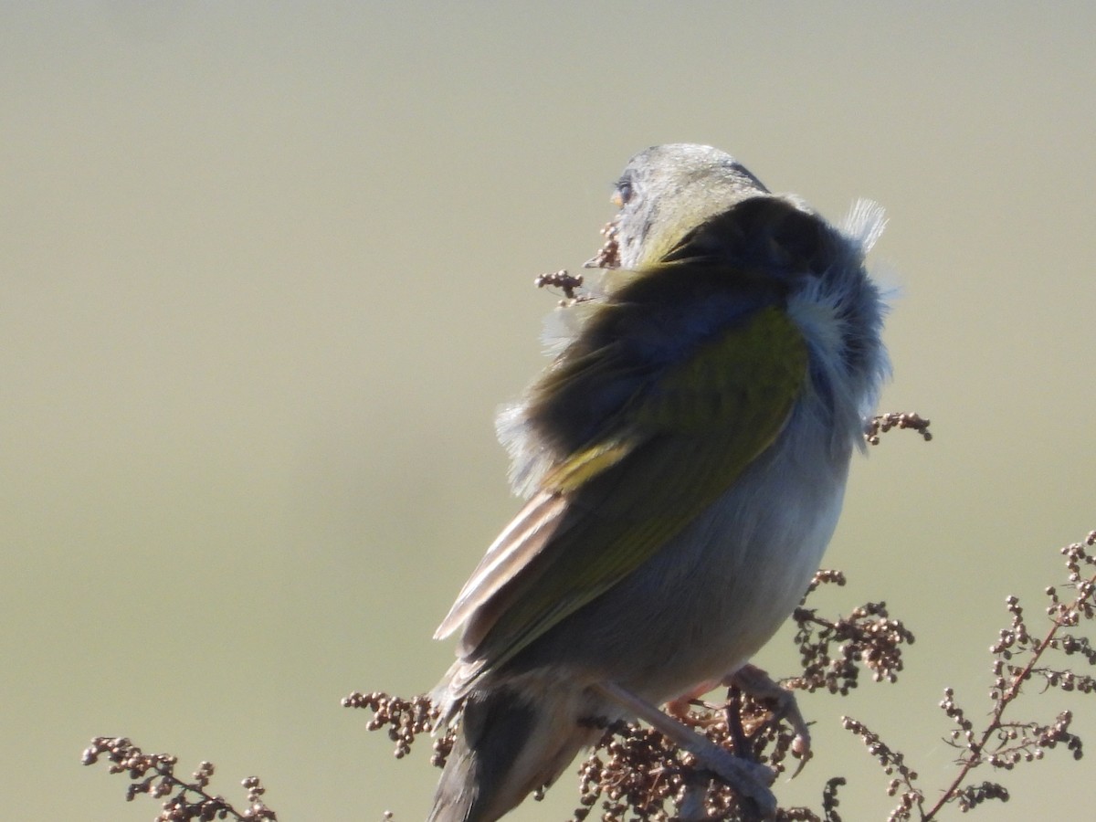 Great Pampa-Finch - ML637652203