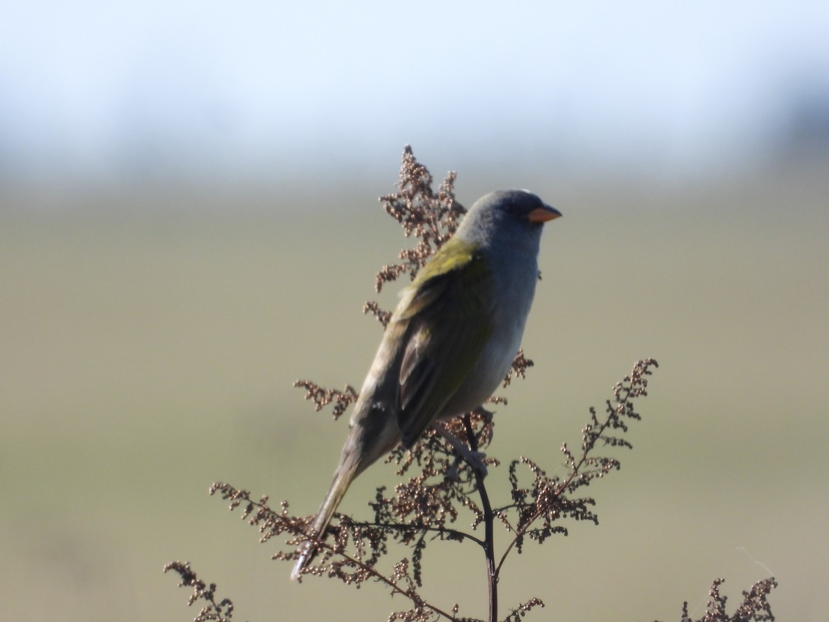 Great Pampa-Finch - ML637652206