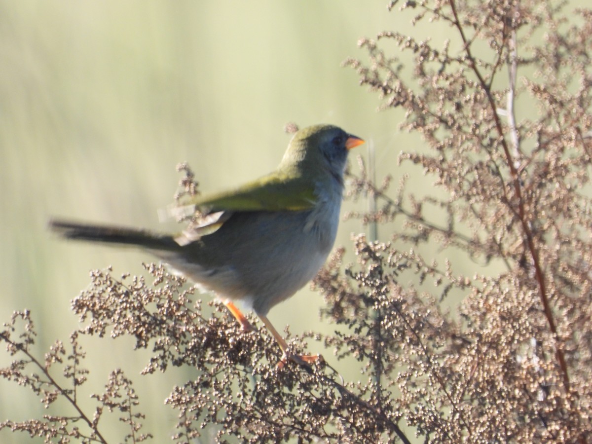 Great Pampa-Finch - ML637652207