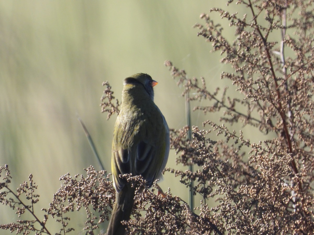 Great Pampa-Finch - ML637652208