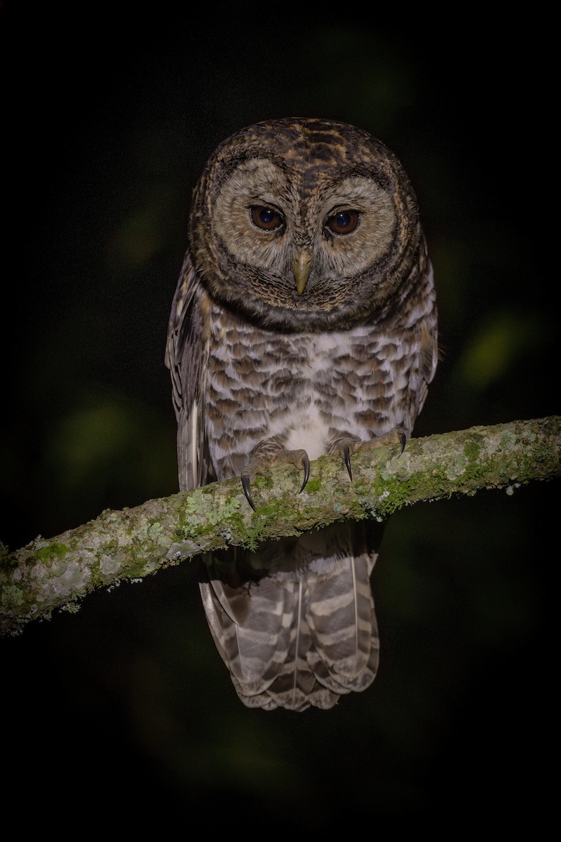 Rusty-barred Owl - ML637652224